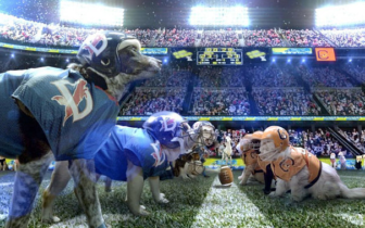 The Lucy Bowl: Cats vs. Dogs, as seen in the Anapal Times.