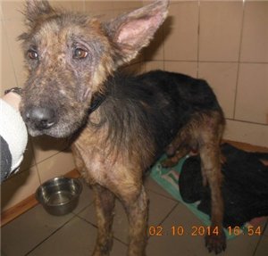 One of thousands of dogs abandoned or left behind in war-torn Ukraine.