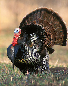 Know your gobbler: All bearded gobblers are not necessarily hipster gobblers.