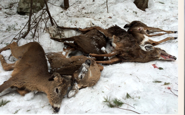 Five of the twelve deer found dead because of winter feeding in South Hampton, N.H., gathered for examination. 