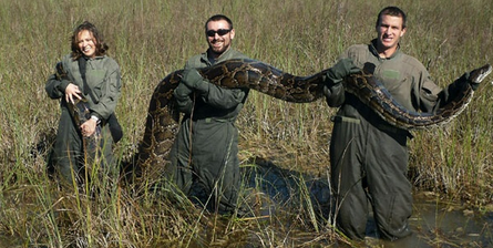 Burmese python caught at Everglades National Park. 