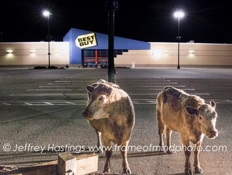 Cash cows at the Mall of New Hampshire on a late-night shopping spree.