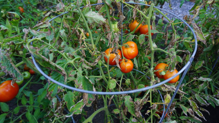 Gauntlet thrown in the annual dual against nature for tomato gardeners everywhere.
