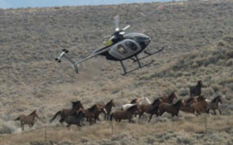 Wild horses being rounded up in Oregon.