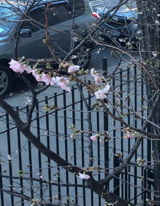 It's not just NH: A cherry tree blooms in Harlem, NY, on Dec. 15, 2015.
