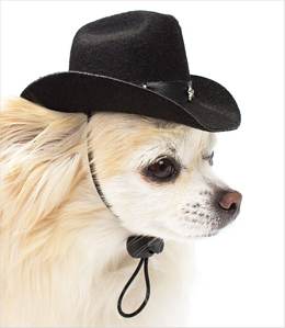 Google didnt disappoint. Internet dogs love tiny hats, it seems.