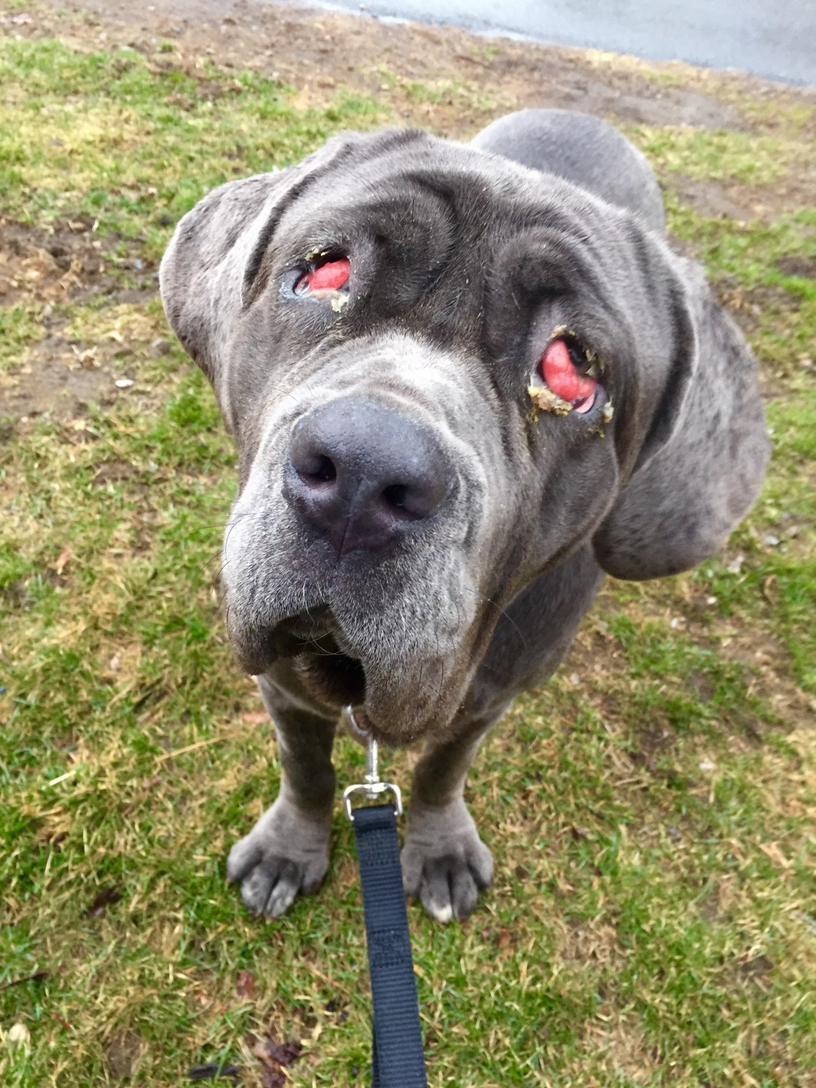 Zoe had an infection of the third eyelid, known as 'cherry eye.'