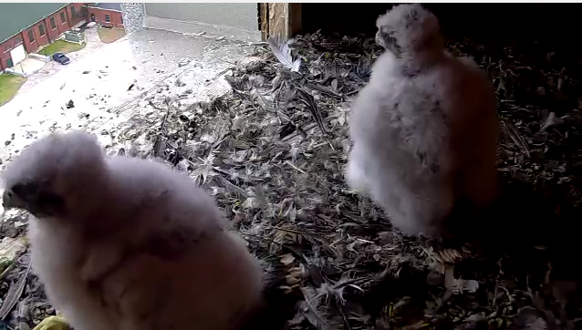 Four baby peregrine falcons as seen via live falcon cam on May 25, waiting for some food.