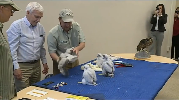 Four "urban peregrine falcons" were banded on May 24.