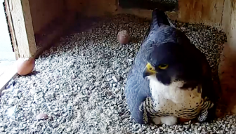 A Peregrine Falcon incubating eggs at Brady Sullivan Tower