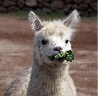 llama-eating-lettuce-3-large