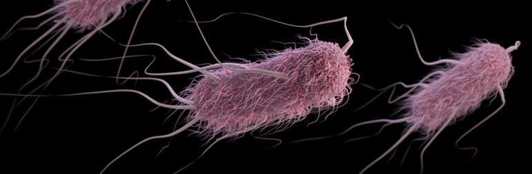 E.coli.