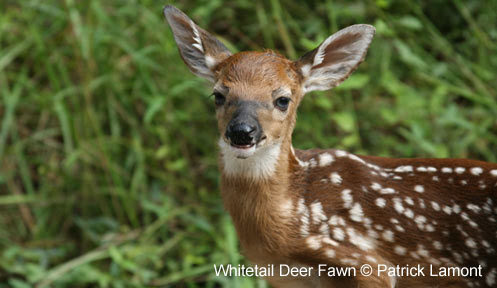 This year's fawns: Alone, but usually not abandoned for long.