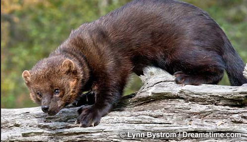Limits on fisher cat hunting has been reduced this year.