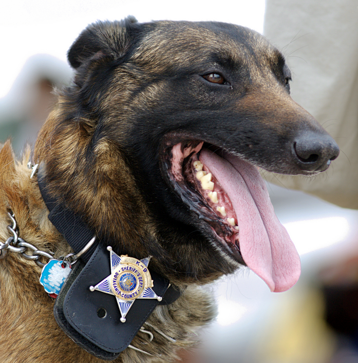 Two police dogs will be joining the NH Dept. of Corrections.