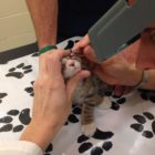 AFTER Angells Dr. Coster removes stray eyelashes from Phils eyes credit MSPCA Angell