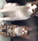 BEFORE Phil with his feline bestie with him he was rescued from the streets credit MSPCA Angell e1420827232675