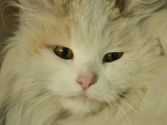 Junos shy and fearful nature means shes needed significant TLC following her rescue credit MSPCA Angell 1