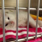 An exhausted Tibby rests at the MSPCA Angell prior to surgery credit MSPCA Angell