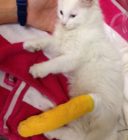 The veterinary team bandaged one of Tibbys shattered legs prior to her surgery credit MSPCA Angell
