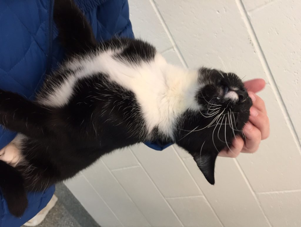 Frank enjoys the soft touch of a loving caregiver perhaps for the first time ever at MSPCA Nevins Farm credit MSPCA Angell e1455839707218