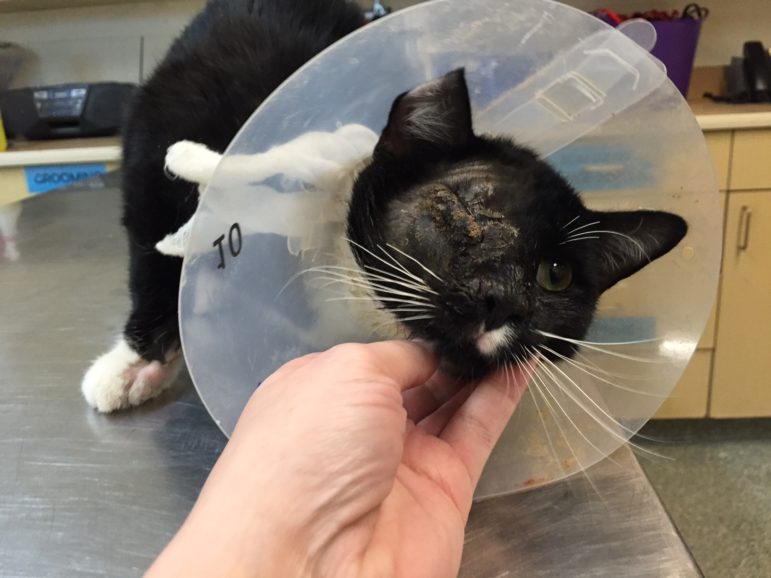 Skinny broken and in severe pain Frank barely survived his months long ordeal credit MSPCA Angell