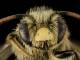 Andrena gardineri M Face OH Washington County 2014 05 06 13.08.40 ZS PMax 14191185851