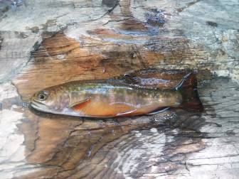 NH Fishing Report for August: It’s raining fish