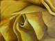 Painting "Yellow Rose of Joy" from local artist Stephanie Edwards