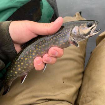 Fishing Report, June 8: Lots of trout stream fishing action