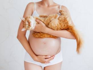 pregnant woman white underwear with cute ginger cat 105517 874