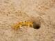 83953059 close up of a crab in the sand on the beach of juquey an amazing tropical village on the coast of th