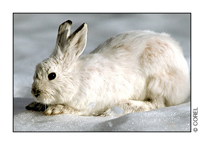 snowshoe hare corel