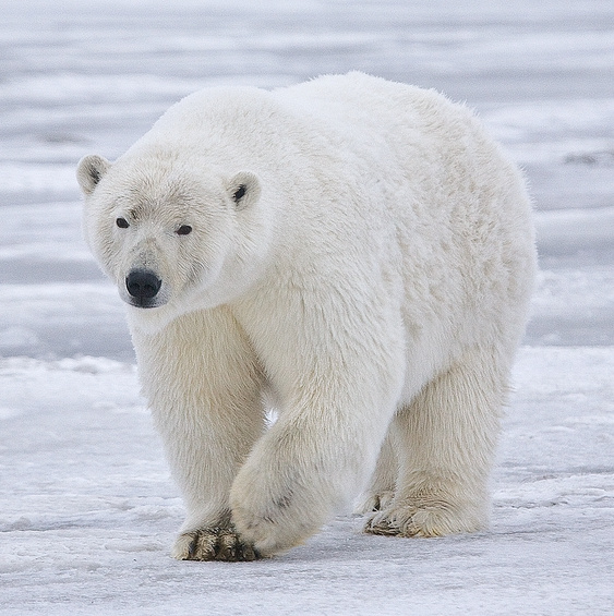 Polar Bear Alaska cropped