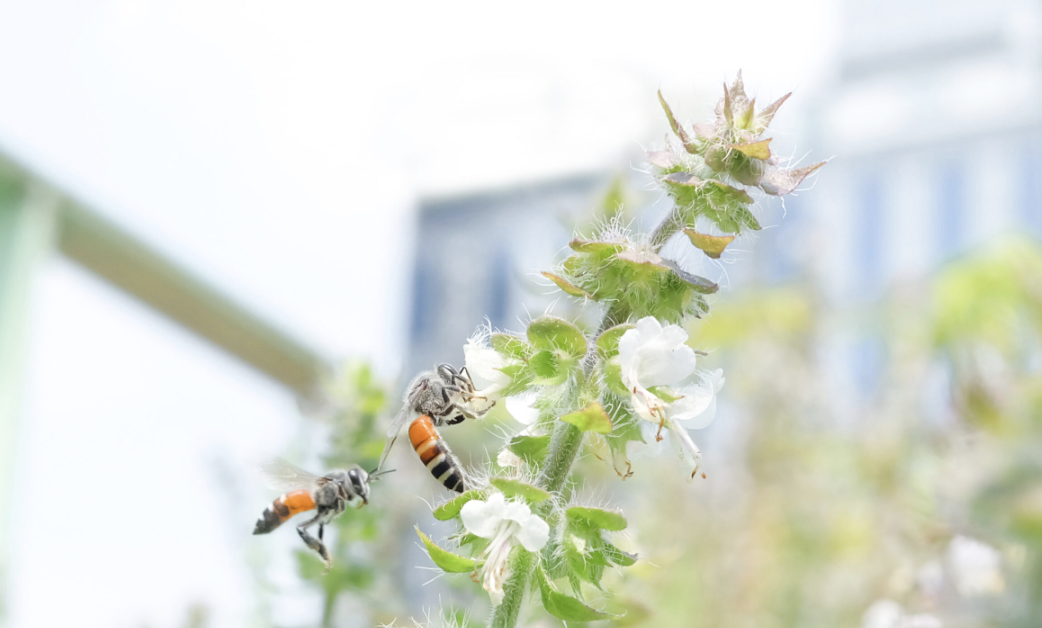 Science on Tap: Embracing Urban Pollinators in Our Cities
