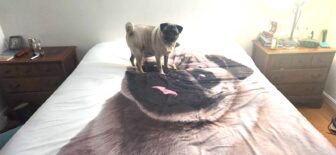 An Existential Pug reflects on sheet